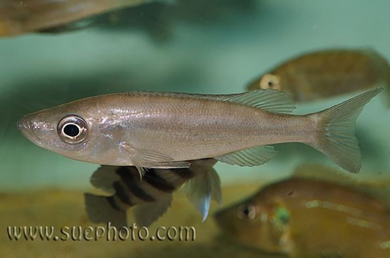 Benthochromis horii 'Kantalamba'